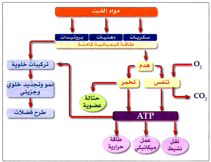 تتحول الطاقة الكيميائية في العضلات الى طاقة حركية تتحول الطاقة الكيميائية في العضلات الى طاقة حركية