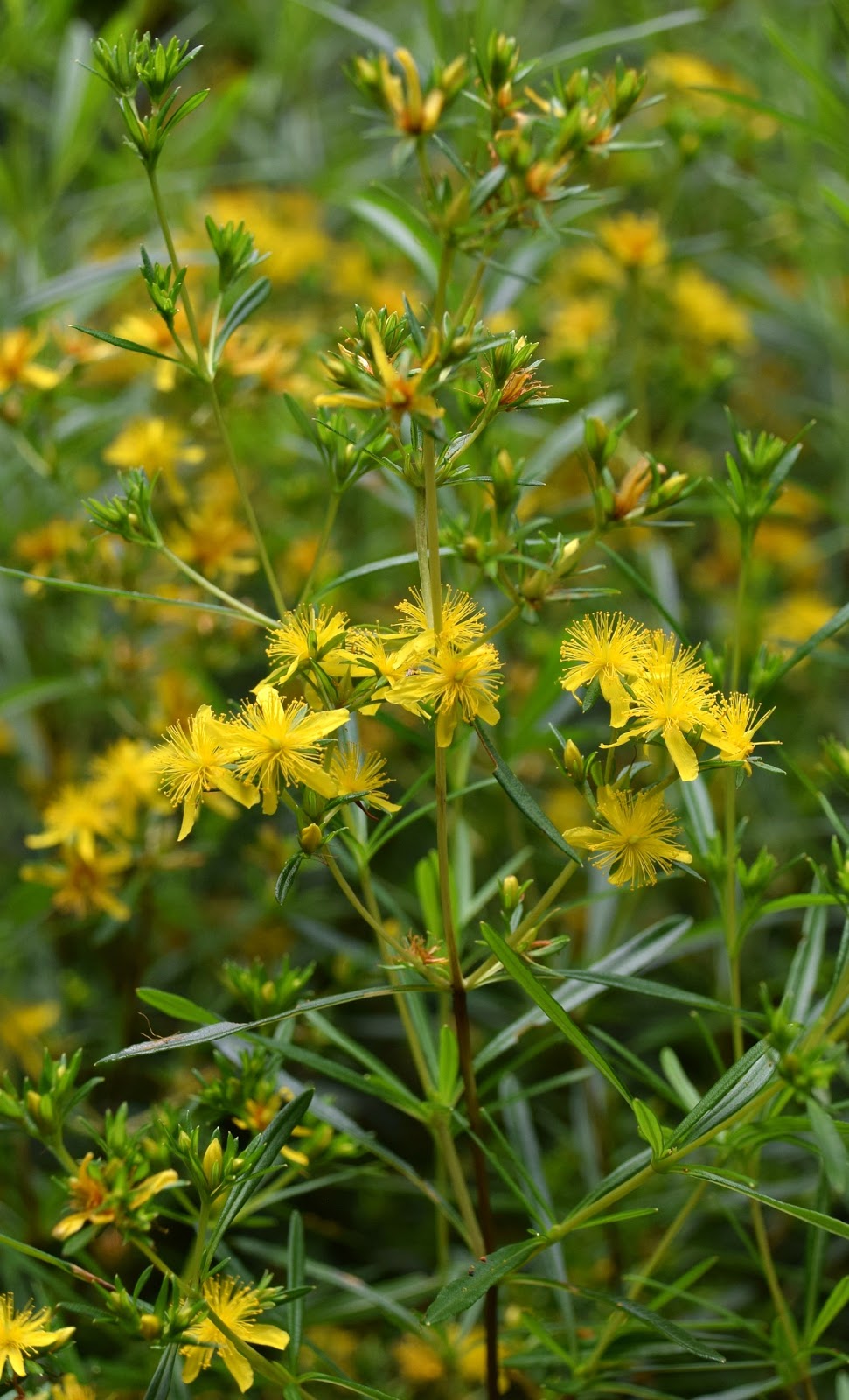 Using Georgia Native Plants Our Own Spireas