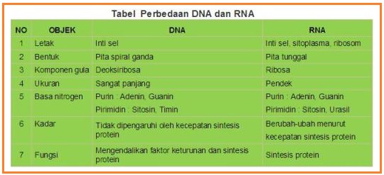Jika terjemahan kode genetik dalam sintesis protein yang dihasilkan oleh rna-t adalah aau ugu aaa, informasi genetik yang dirancang dalam dna adalah