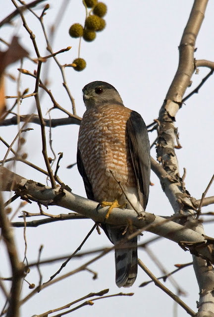 Cooper's Hawk at Felicita County Park