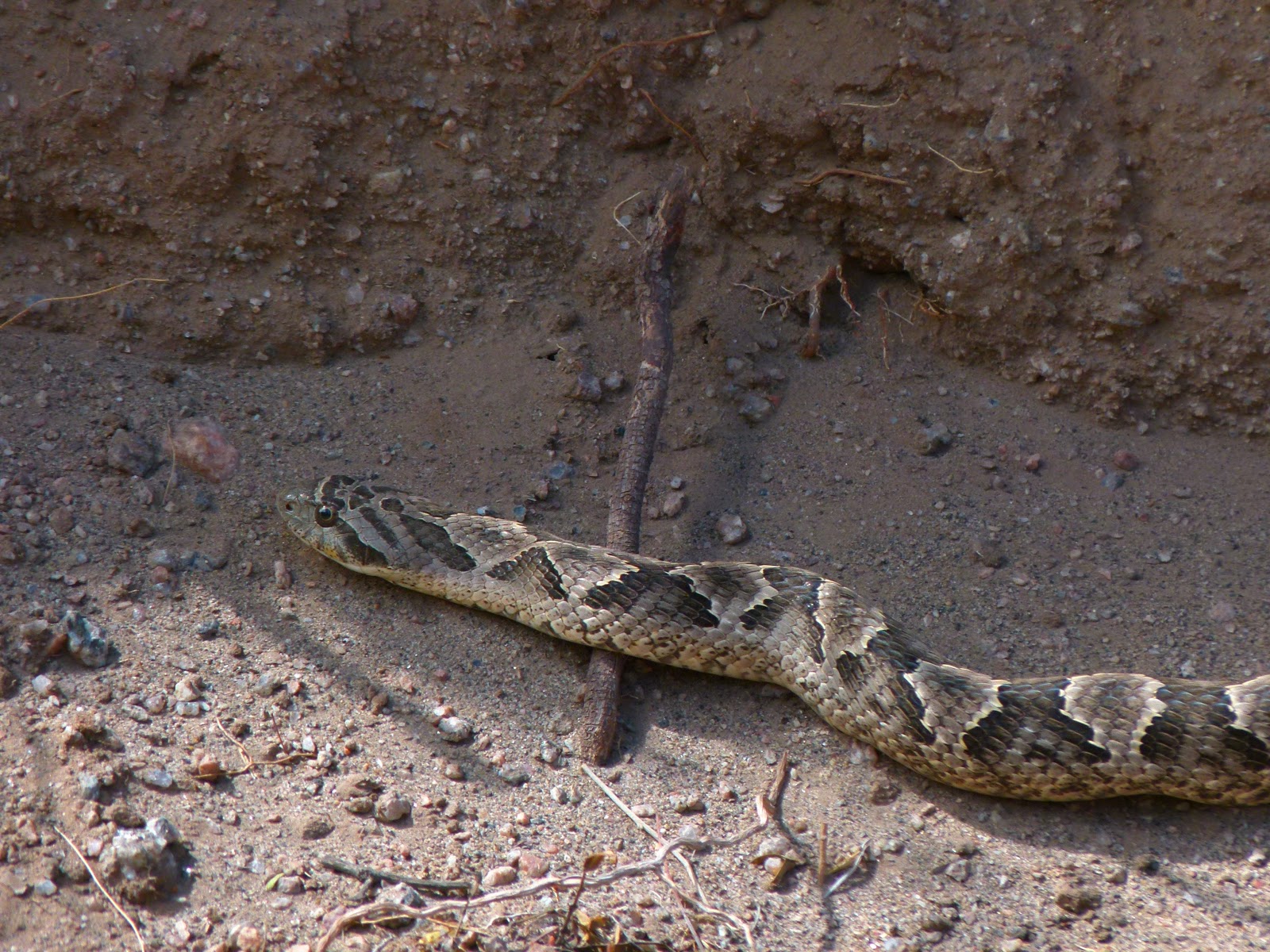 VALLE FÉRTIL Flora y Fauna de Valle Fértil.