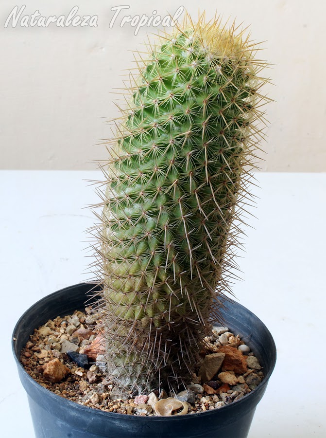 Vista del tallo característico del cactus Mammillaria eriacantha