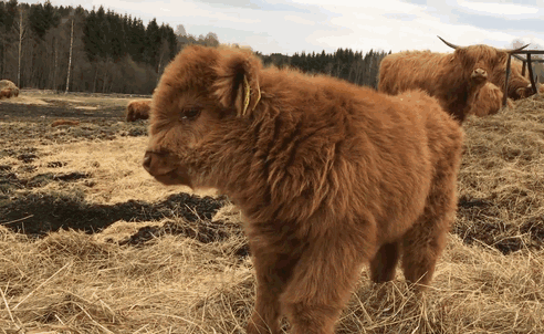 Cattle Calves Gif Will Make You Smile