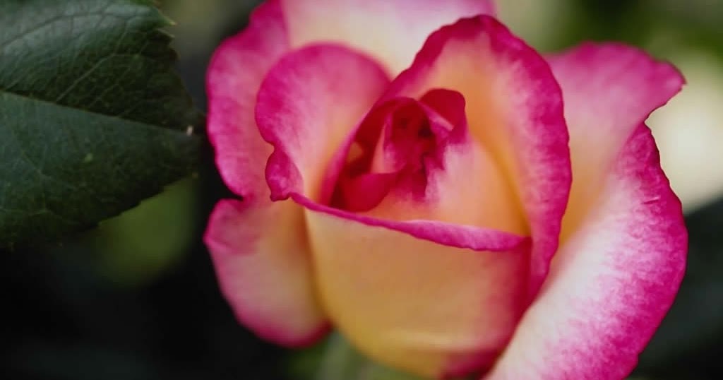 Roses, Mystical Rose, Rosary