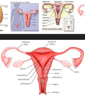 Perubahan yang terjadi tiap bulan pada organ reproduksi wanita disebut siklus