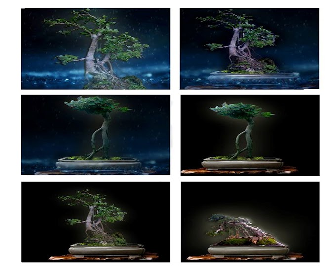 Perawatan Bonsai Di Rumah