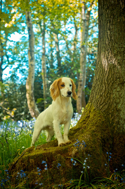 A cocker spaniel in the bluebell woods on a sunny day