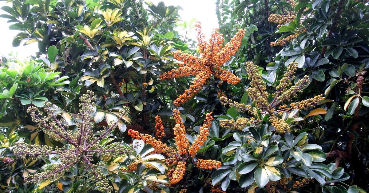 斑葉鵝掌藤(Schefflera arboricola)