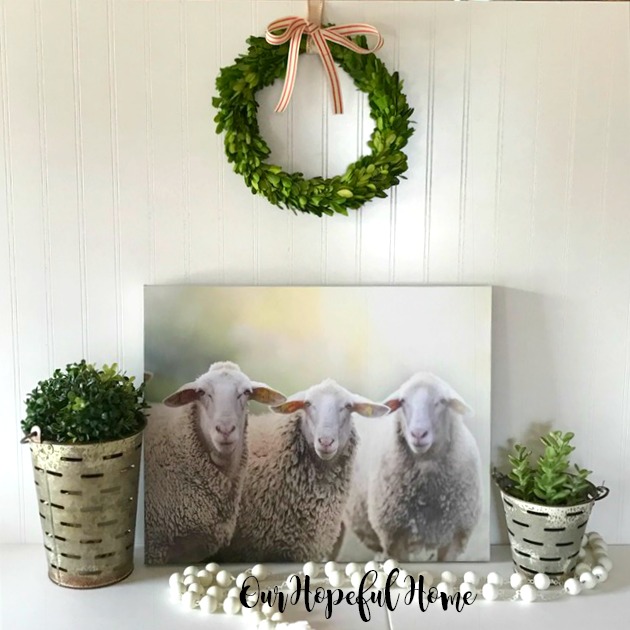 sheep trio photo canvas farmhouse decor
