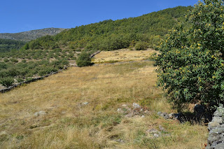 Tornavacas prado de montaña