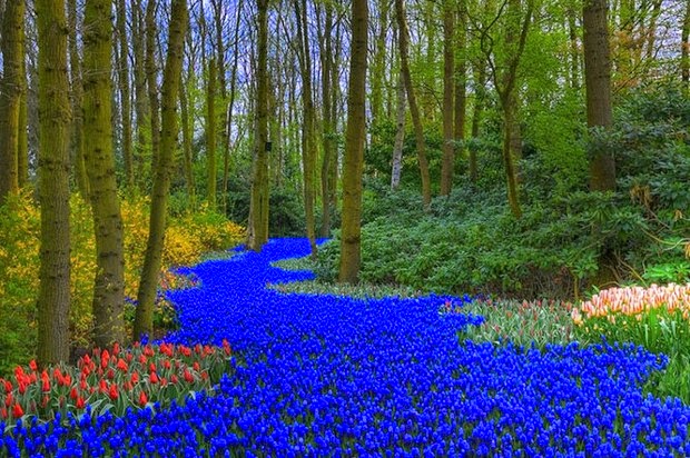 World's most beautiful gardens - Keukenhof Gardens, Netherlands