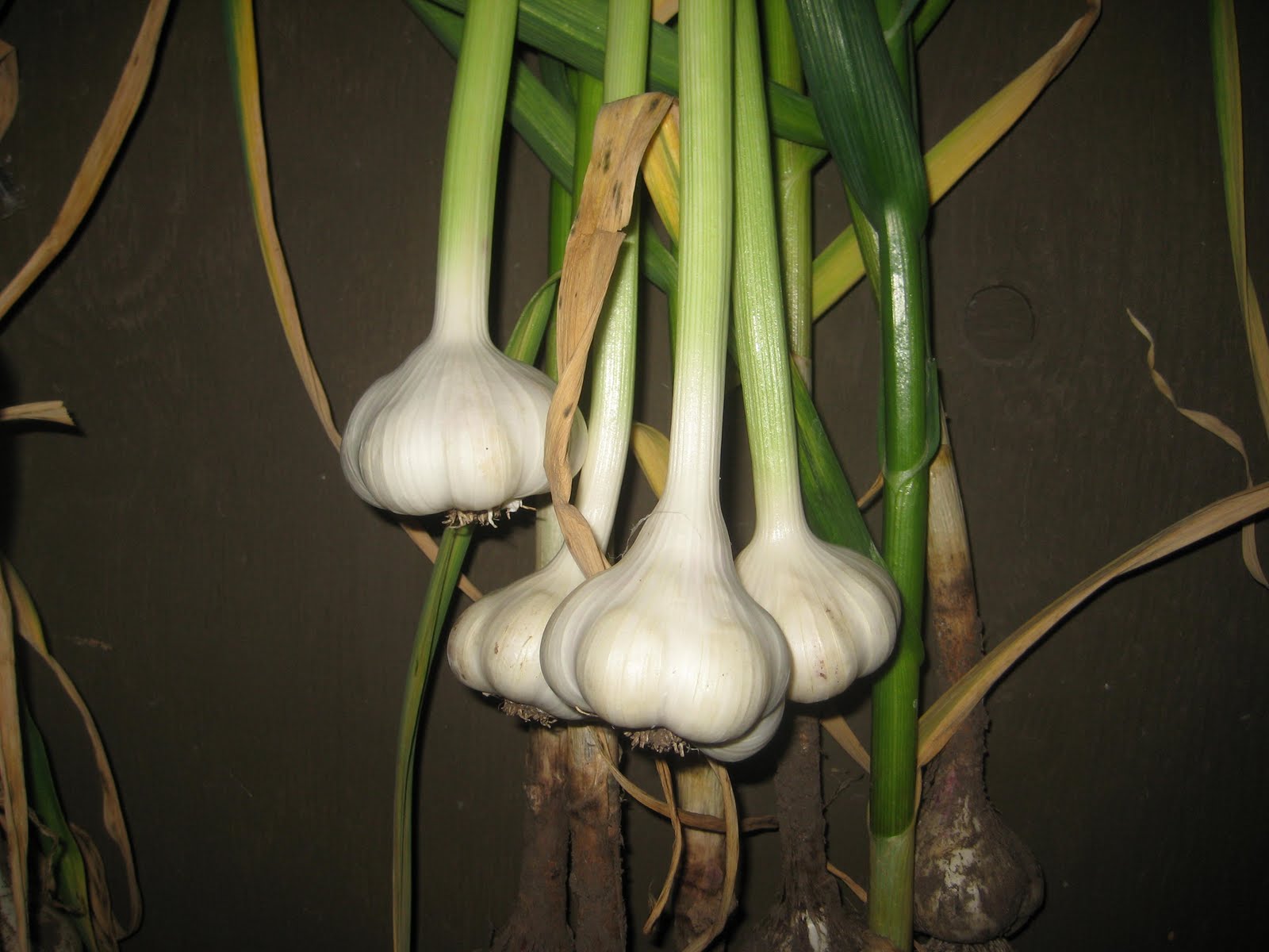 Susan's In the Garden Garlic harvest time
