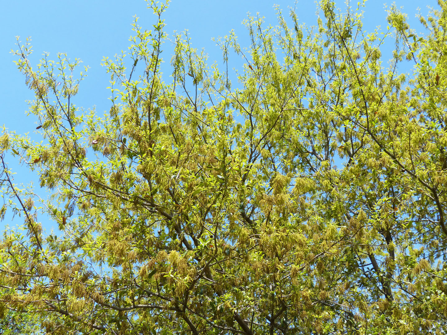 Eclectic Design Choices Designs for Your Life Oak Pollen Season in