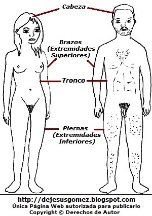 Cuerpo humano (mujer y hombre) Dibujo para colorear del Cuerpo Humano (Mujer y Hombre) para colorear, pintar e imprimir. Dibujo hecho por Jesus Gómez