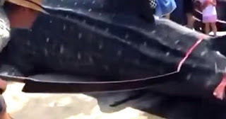 Συγκλονιστικό βίντεο: Κόβουν σε κομμάτια καρχαρία – φάλαινα ενώ είναι ακόμη ζωντανός