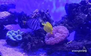 jakarta aquarium neo soho