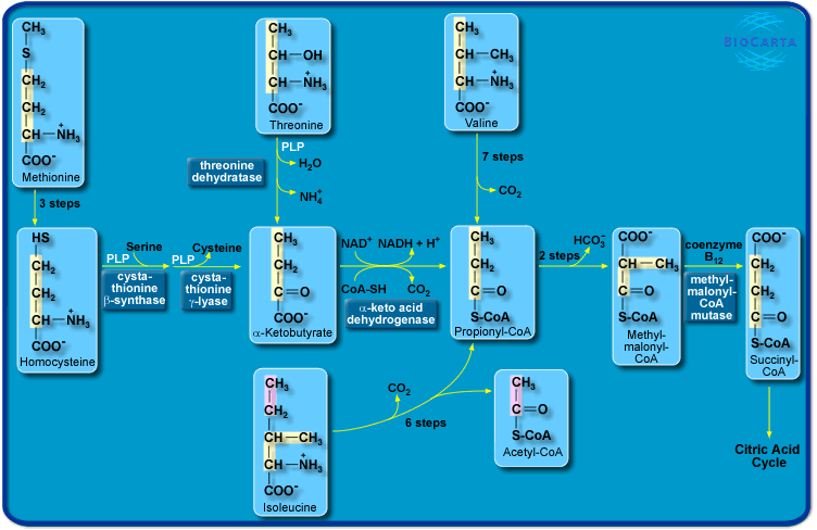 Αποτέλεσμα εικόνας για isoleucine, valine to succinyl CoA chem reaction