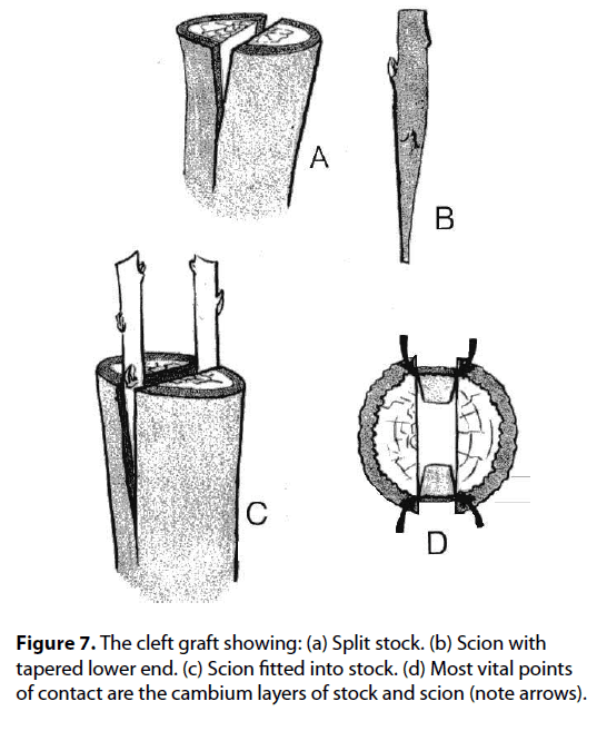 Durian Info Durian Grafting
