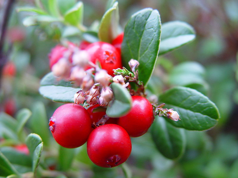 Lingonberry Uses and description Lovesepphoras