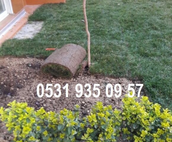 Hazir Rulo Cim Fiyatlari Istanbul 05319350957 Hazir Cim Satan Yerler Satanlar 2018 2017