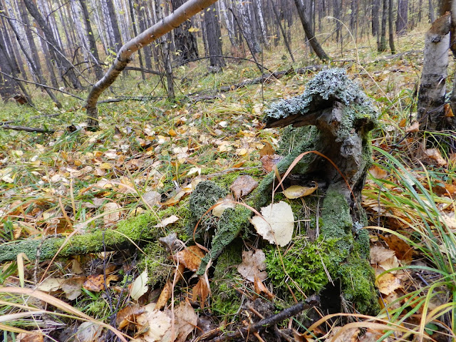 Причудливая коряга в окрестностях горы Егозы