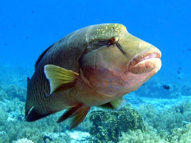 Ikan Napoleon Cheilinus Undulatus Biota Dunia Perairan Ikan Napoleon Cheilinus Undulatus Biota Dunia Perairan