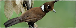 Burung Cililin : Habitat Burung Cililin Penyebaran Burung Cililin Secara Global