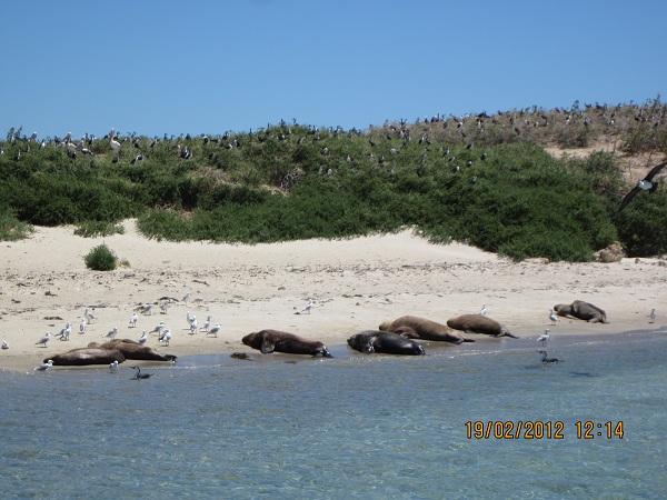 Penguin Island - Perth, Western Australia