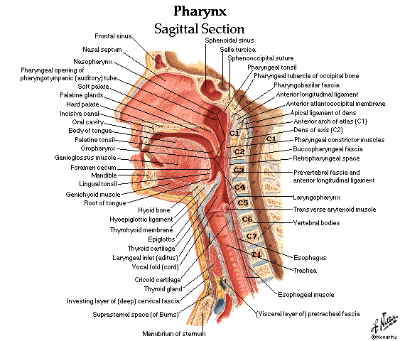 Diagrams Of Every Muscle And Bone In The Neck 7