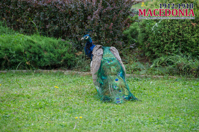 Peacock - Church "St. Archangel Michael" - Avtokomanda, Skopje