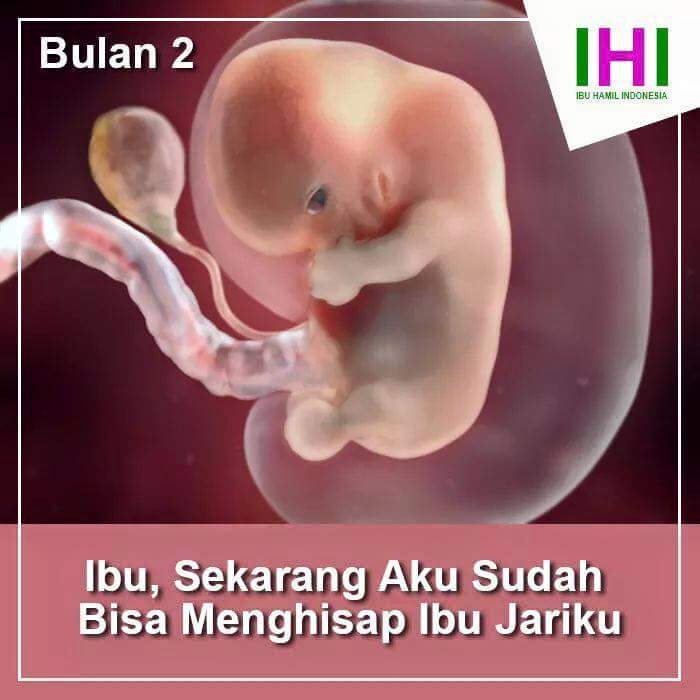 GAMBAR PERINGKAT KEJADIAN BAYI DIDALAM PERUT IBU HAMIL