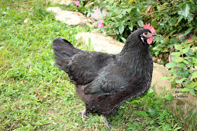 If your goal is to get eggs, check out this top ten list of productive breeds.