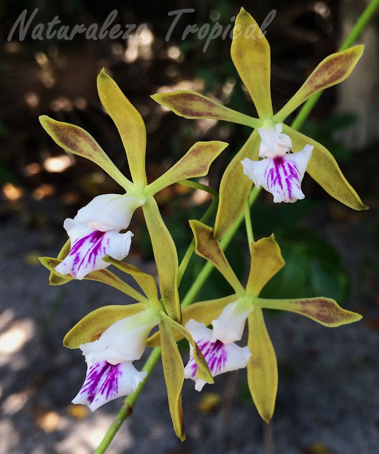 Flores de la orquídea cubana Encyclia sabanenis
