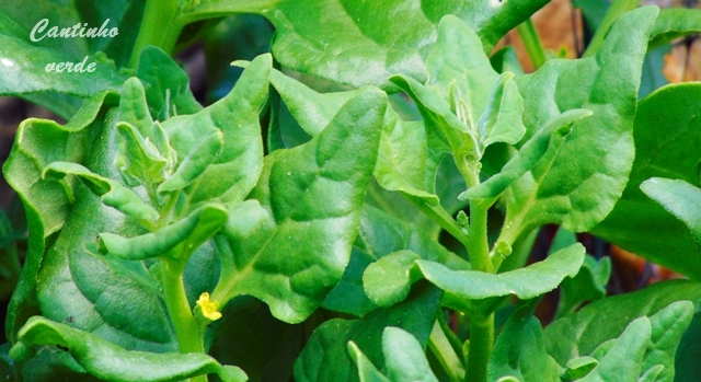 Sementeira e plantação de espinafres