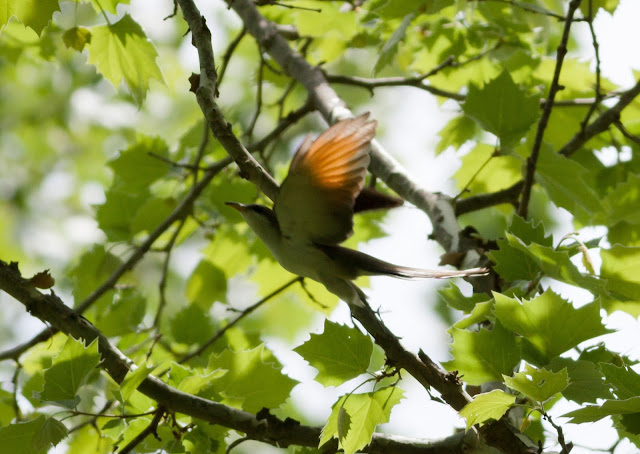 Yellow-billed Cuckoo - Doodletown, New York