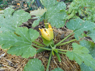 Courgette/zucchini plant The 80 Minute Allotment Green Fingered Blog