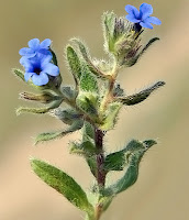Mavi çiçekli havacıva otu bitkisi