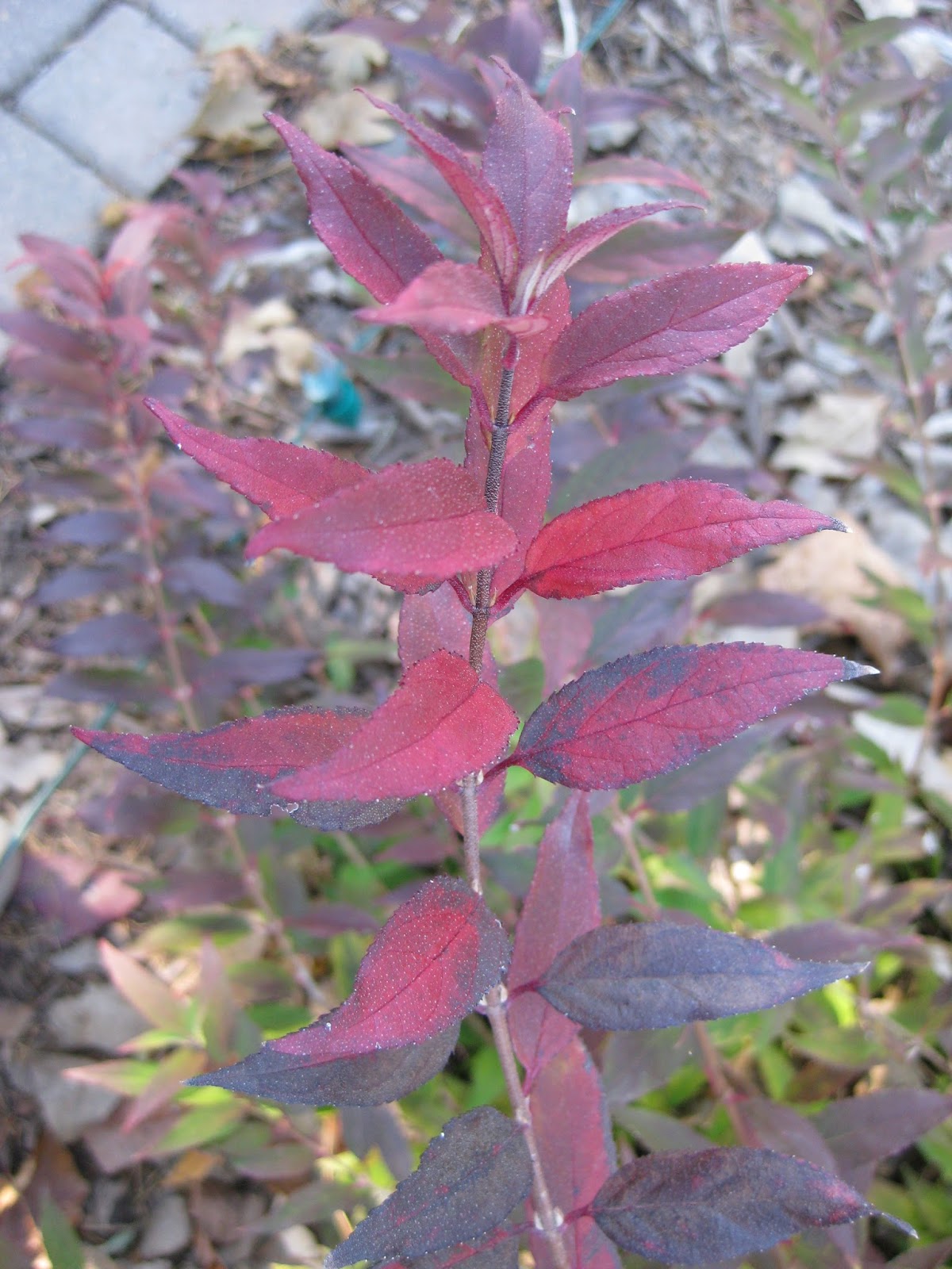 Future Plants By Randy Stewart Potentilla