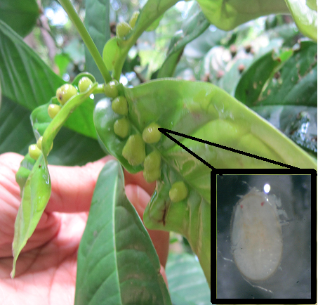 Puru pada Tanaman akibat Serangga - Biologizone