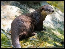 Terbaru 32+ Gambar Hewan Yang Hidup Di Darat Dan Air