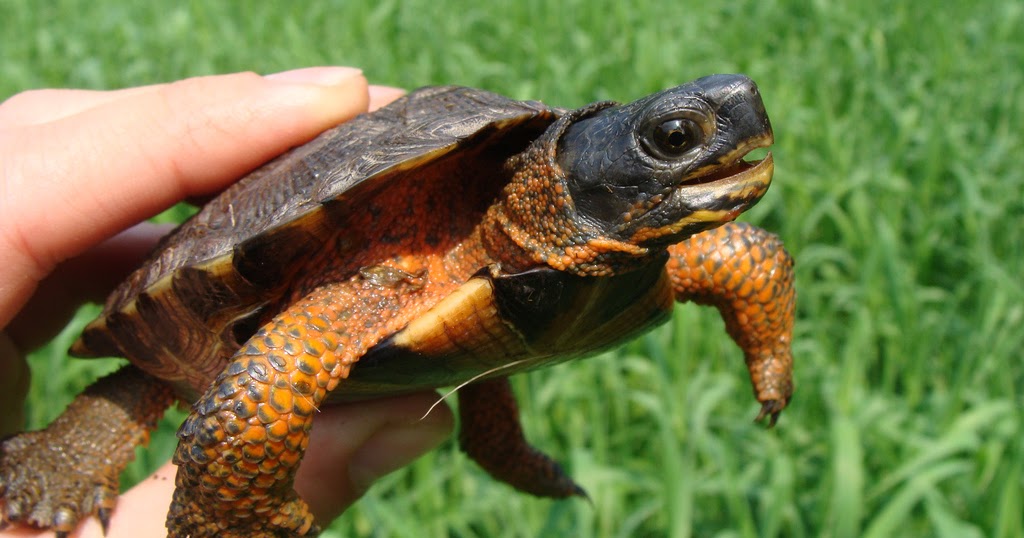 Какой овощ носит с собой черепаха. Какой овощ носит с собой черепаха. Загадка про черепаху. Какой овощ носит с собой черепаха. Какой овощ всегда носит черепаха.