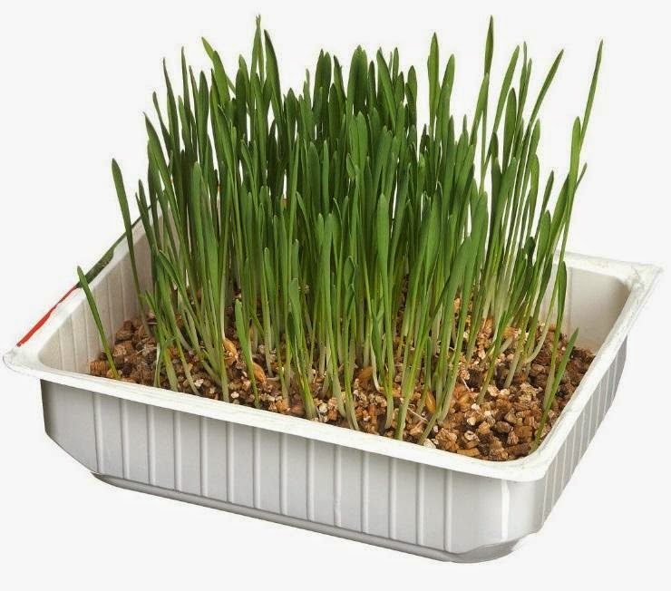 Como Plantar Milho De Pipoca Para Gato