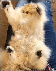 Funny Kitten GIF • Super fluffy Kitty likes being tickled. So playful and cute British longhair kitten