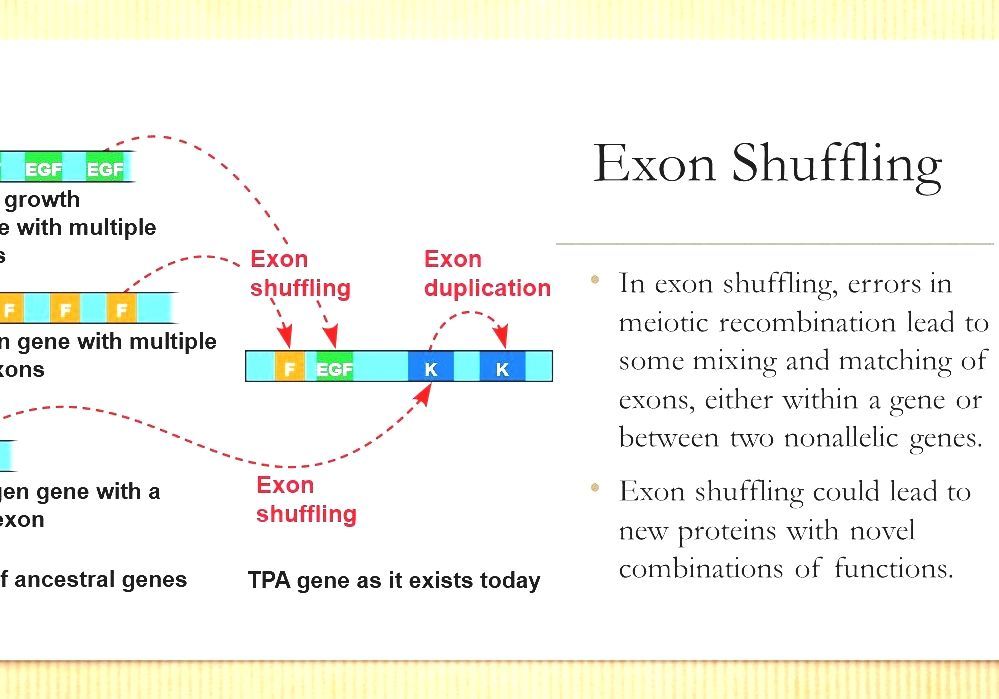 Exon Shuffling Domain Shuffling