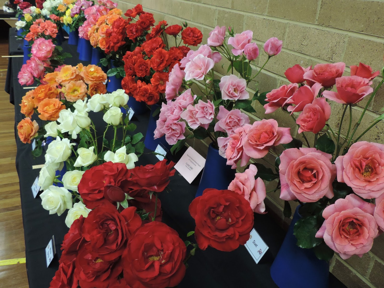 Bloomfield Cottage, it's a lifestyle It`s Rose time at Bloomfield...