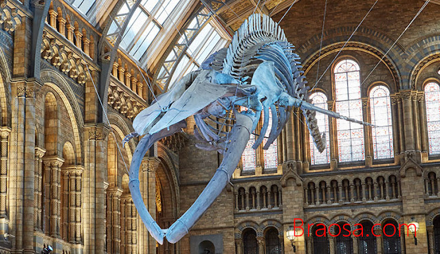 Museo di Storia Naturale di Londra