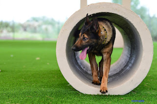 obedience dog training classes near me