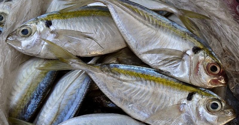 Klasifikasi Dan Morfologi Ikan Kembung Jantan Rastrelliger Kanagurta True Mackerels Go Perikanan
