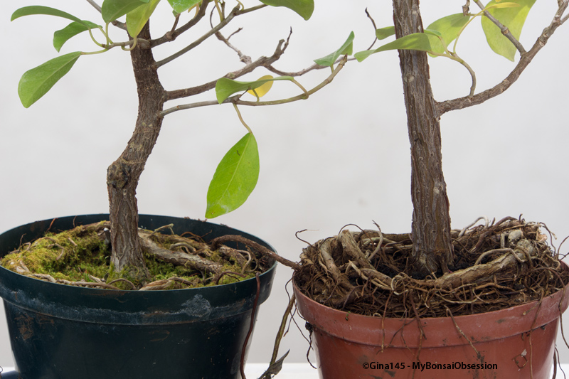 My Bonsai Obsession Two Neglected Ficuses