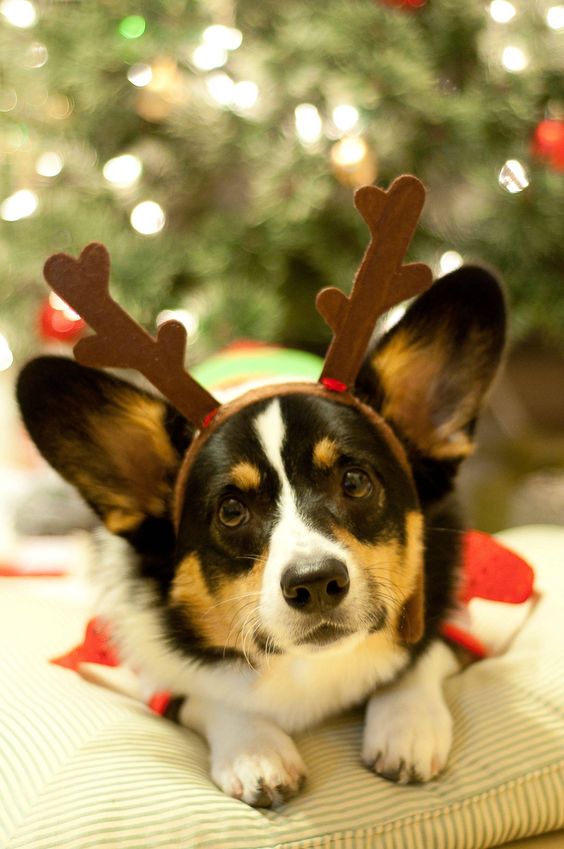 Christmas Dog Treat Recipes: Homemade Festive Treats With Turkey!  The Pets Dialogue